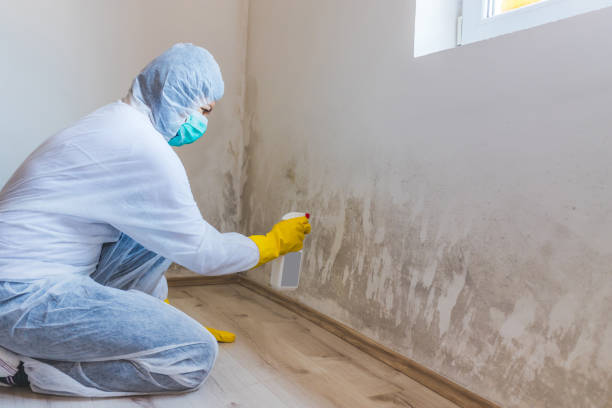 Licensed Basement Mold Remediation service in Du Bois, PA - Car Mold Remediation