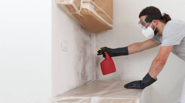 Professional Basement Mold Remediation technician working in Du Bois, PA