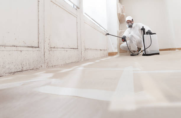 24/7 Emergency Basement Mold Remediation experts in Du Bois, PA