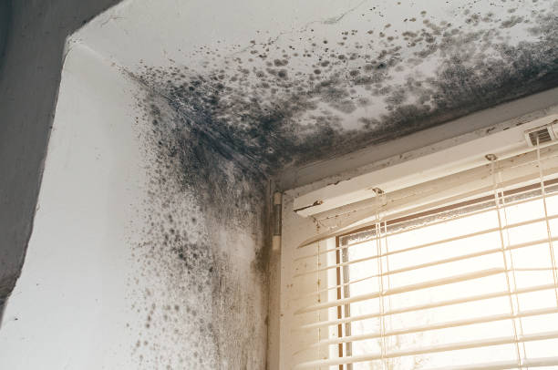 Affordable Basement Mold Remediation solutions in Du Bois, PA