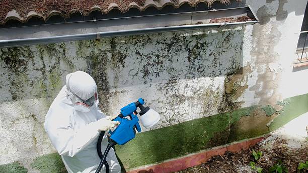 Top rated local Basement Mold Remediation specialists in Du Bois, PA